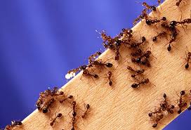 Уничтожение муравьев в квартире